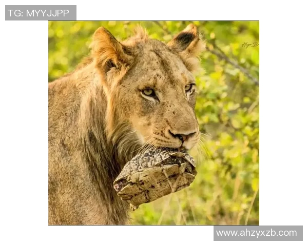 雄狮理发前后的惊人变化揭示了外貌与自信之间的微妙关系 雄狮理发前后的惊人变化揭示了外貌与自信之间的微妙关系